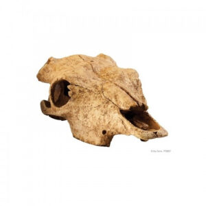 Refugio Fosil Buffalo Skull Exo Terra