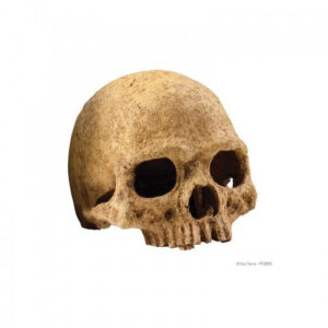Refugio Fosil Primate Skull Grande Exo Terra