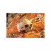 Refugio Fosil Primate Skull Grande Exo Terra